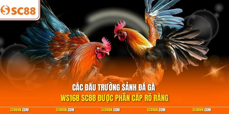 Các đấu trường sảnh đá gà WS168 SC88 được phân cấp rõ ràng