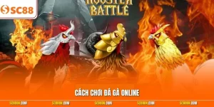 Cách Chơi Đá Gà Online - Cược Nhanh, Thắng Lớn Chỉ Có Tại SC88