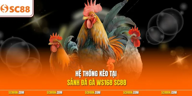 Hệ thống kèo tại sảnh đá gà WS168 SC88