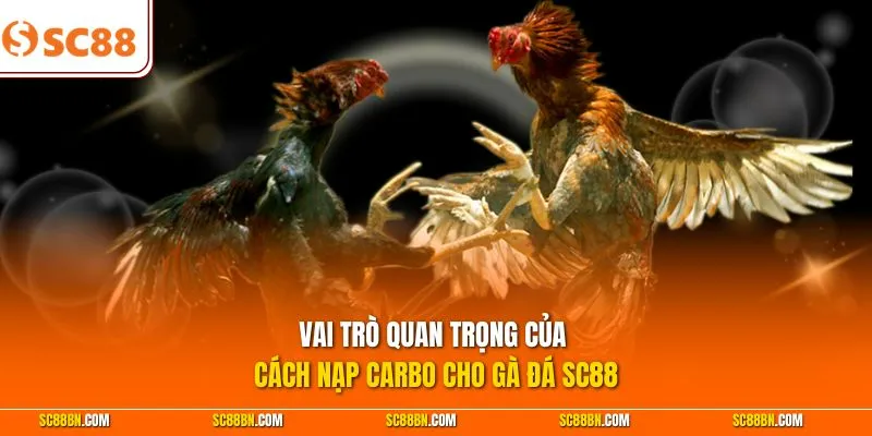 Vai trò quan trọng của cách nạp Carbo cho gà đá SC88
